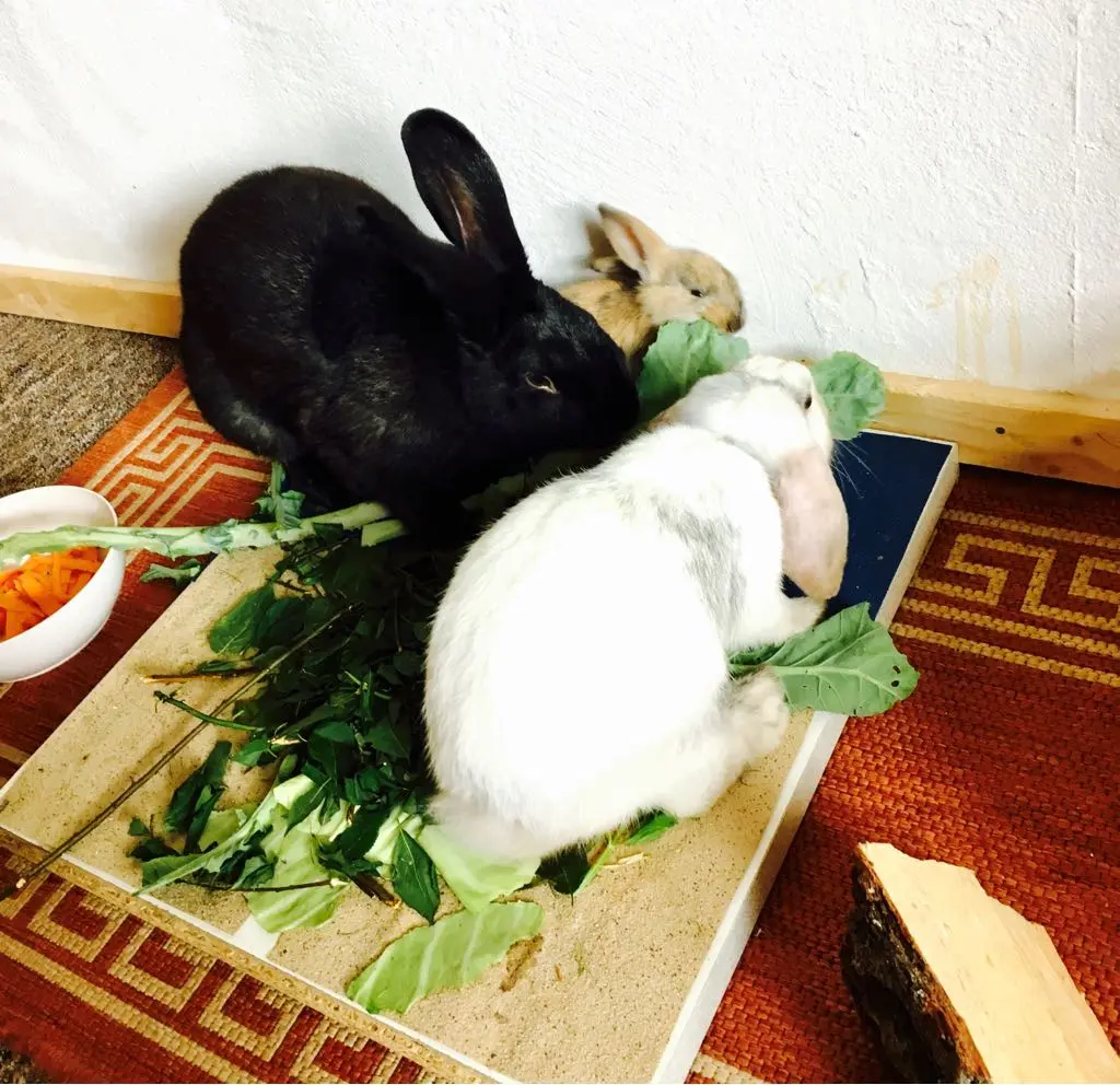 Condolence image of Lydia