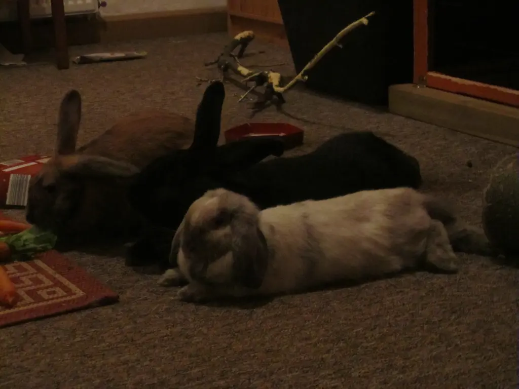 Condolence image of Flöckchen, Franzl und Lydia