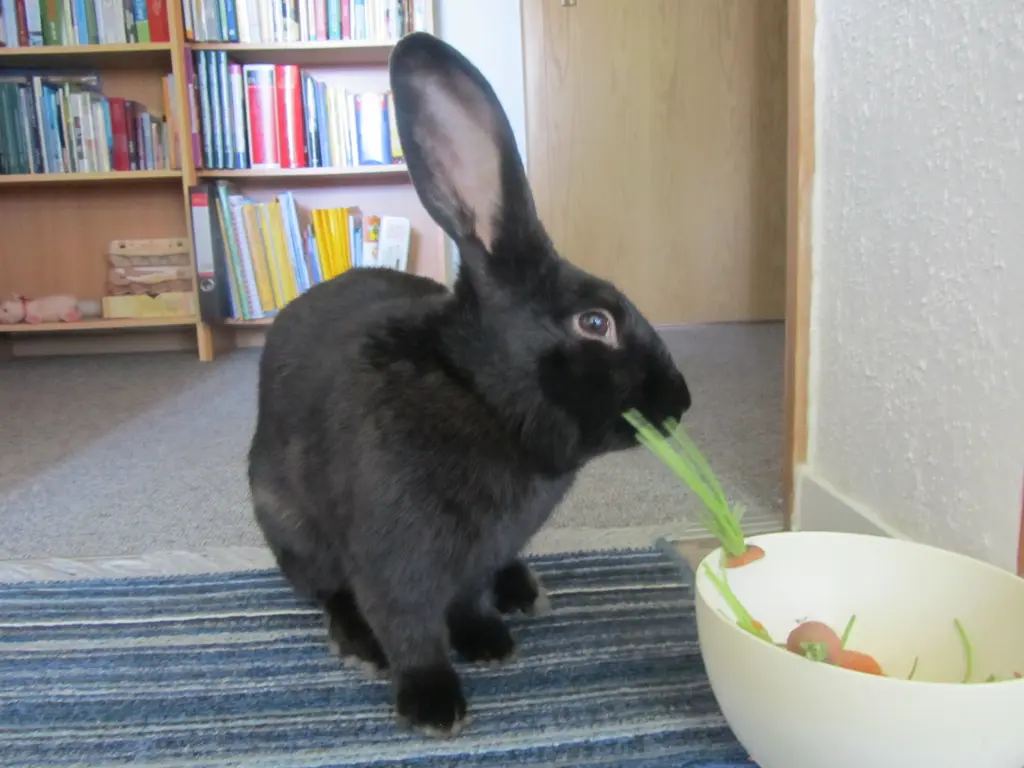 Condolence image of Flocke, Franz und Lydia