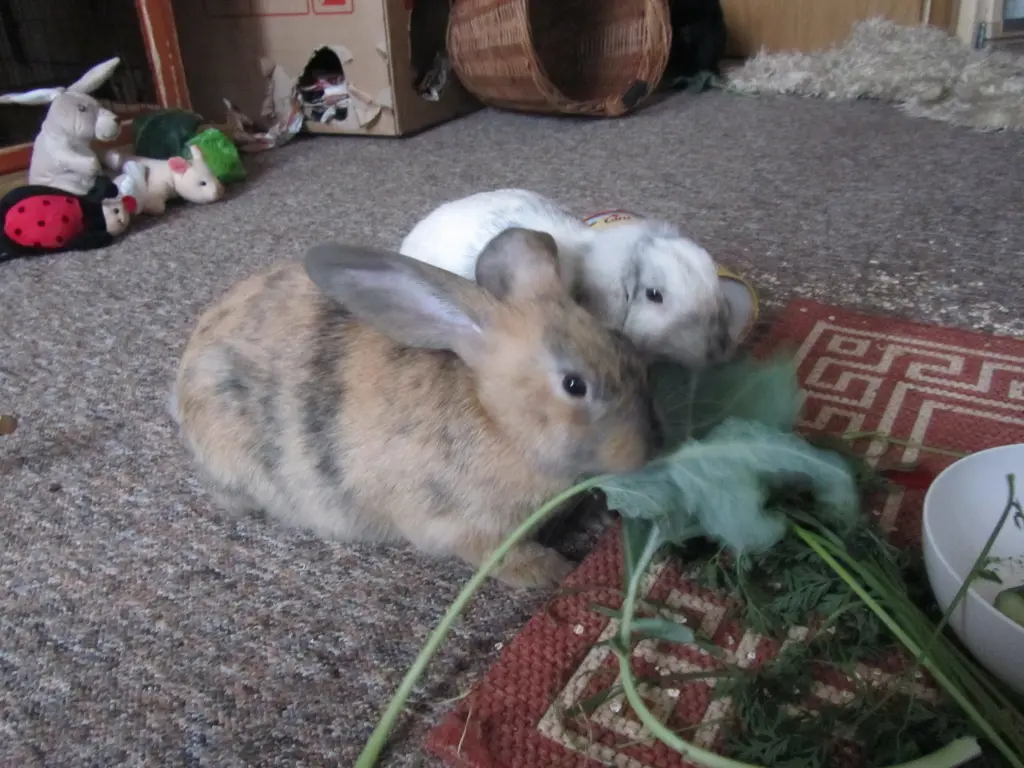 Condolence image of Frau Flocke, Franz und Lydia