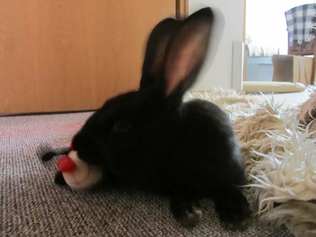 Condolence image of Flöckchen, Franz und Lydia