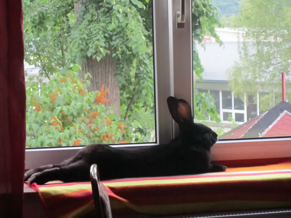 Condolence image of Flöckchen, Franz und Lydia