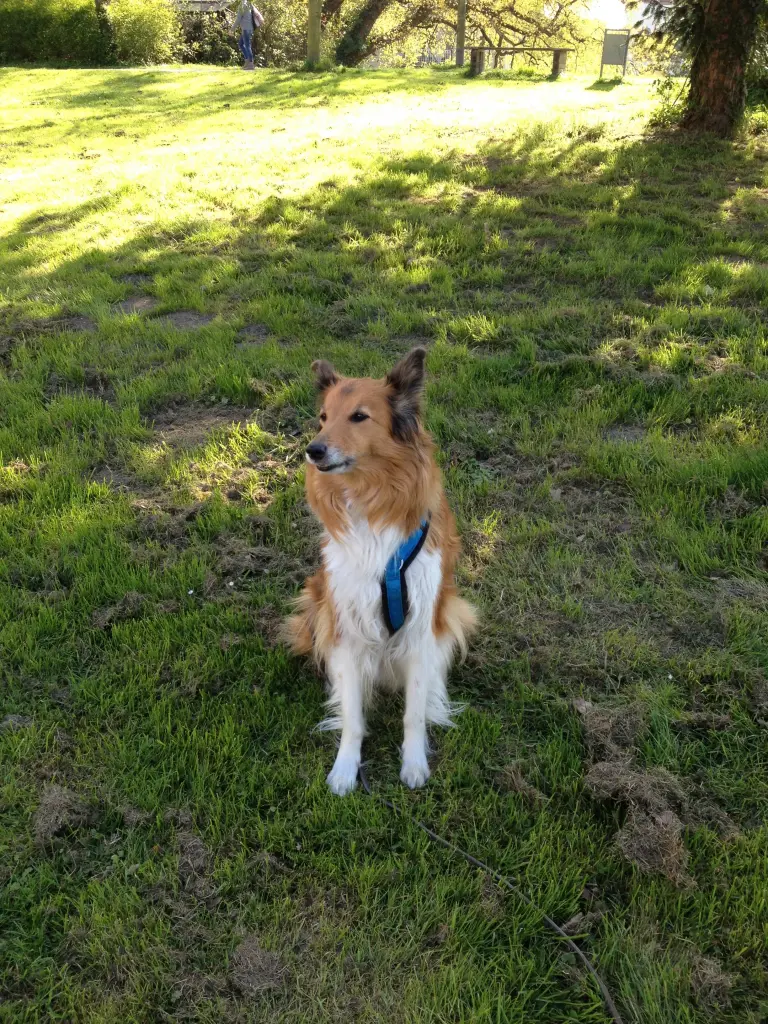 Condolence image of Katharina mit Merle im Herzen