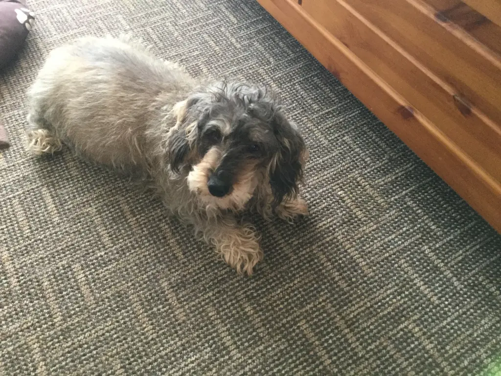 Condolence image of Silke mit Olga