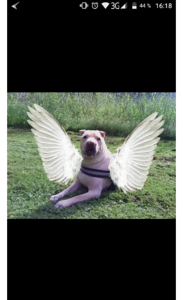 Condolence image of Birgit