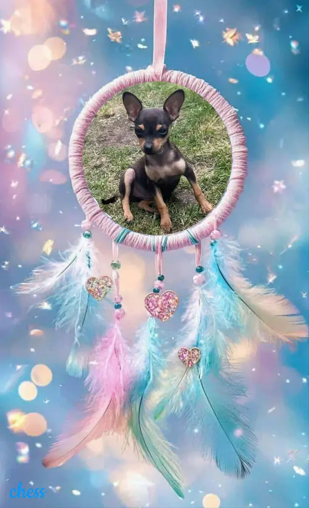 Andachtsbild von Fur Bellchen❤️⭐️🐕🐾🐾🌹🌹🌹🌹