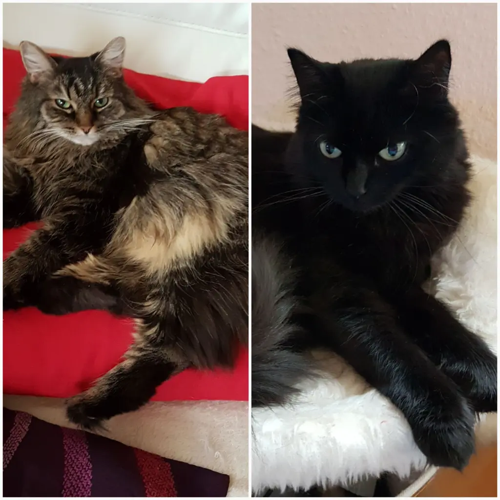 Andachtsbild von Nicole mit Roxy u. Nell