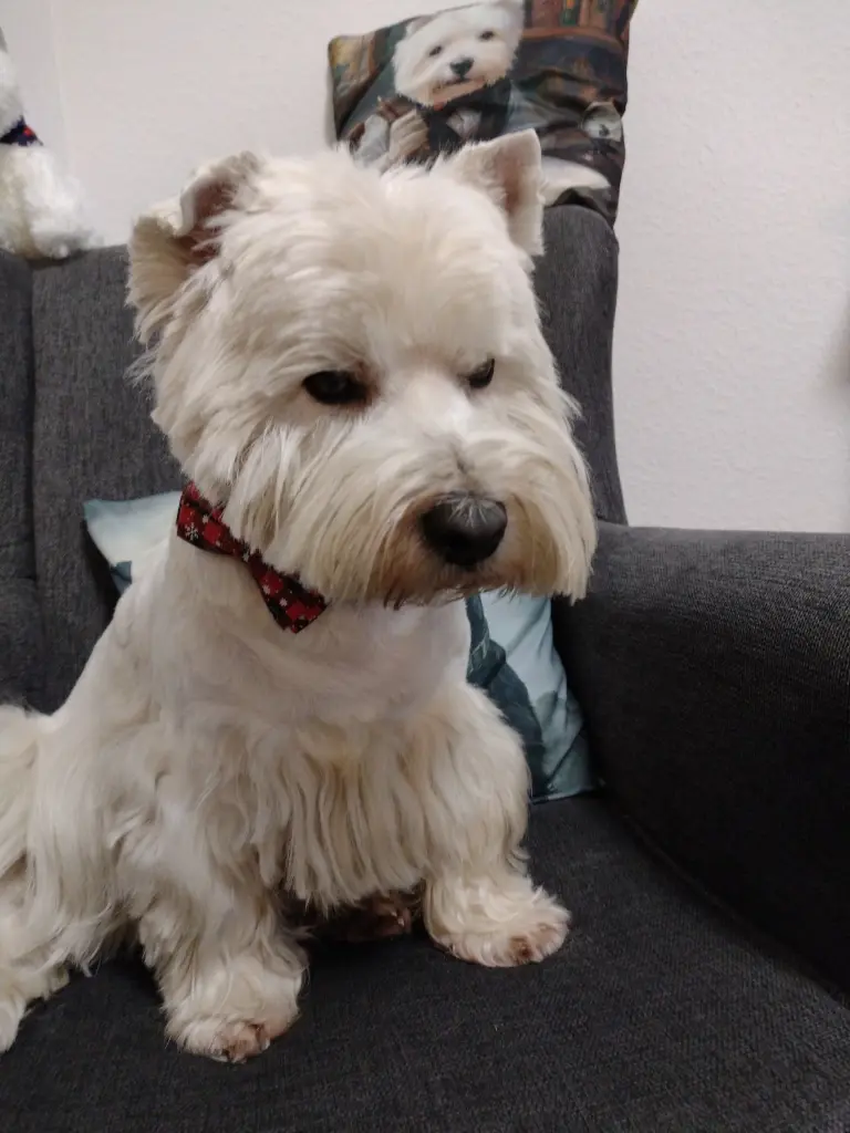 Andachtsbild von Merlin