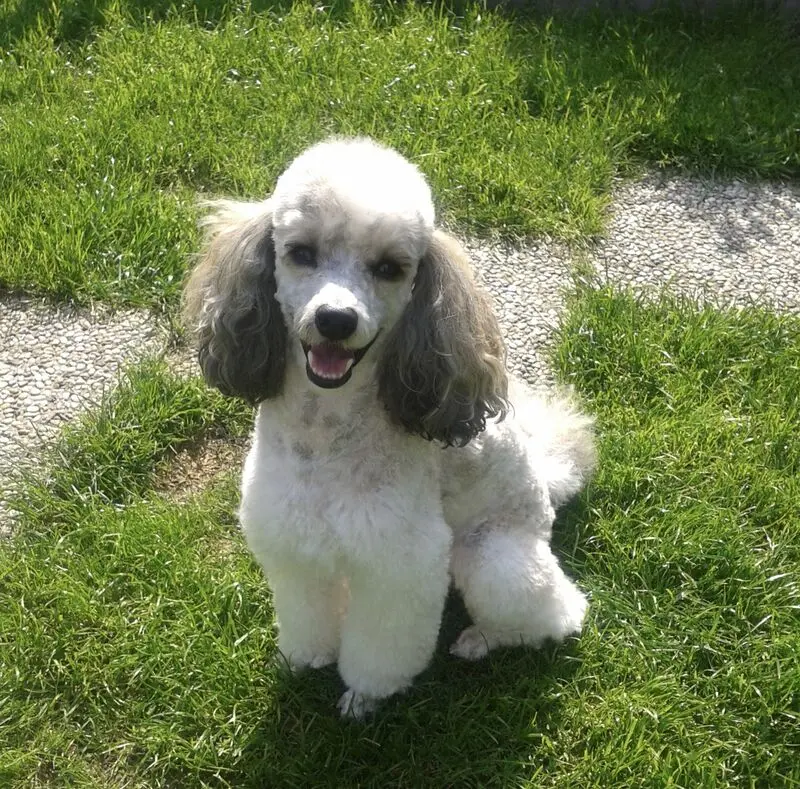 Condolence image of Christiane mit Nicky