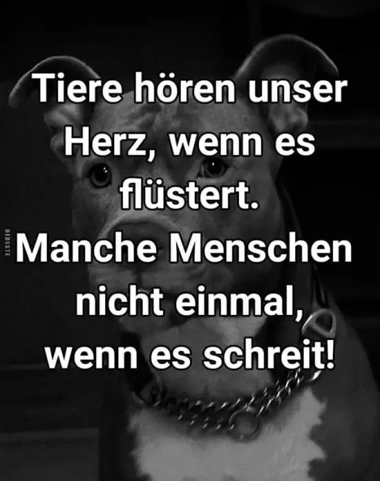 Condolence image of Paul mit "Seelenhund Spiky im Herzen"