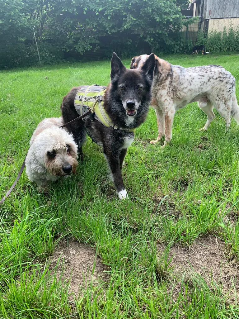 Bild von Fiore und Gemellina