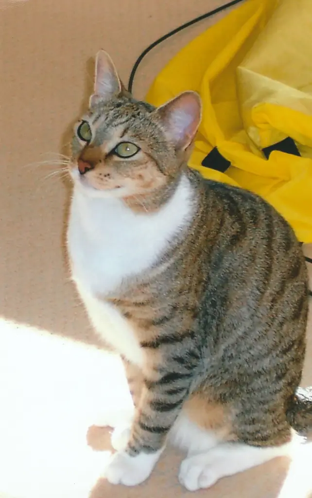 Bild von Daisy
