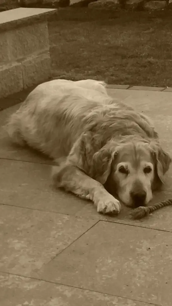 Condolence image of Micha mit Cäsar im Herzen