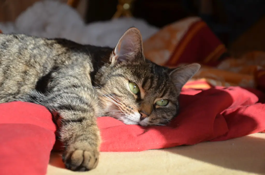 Beim Chillen im Bett