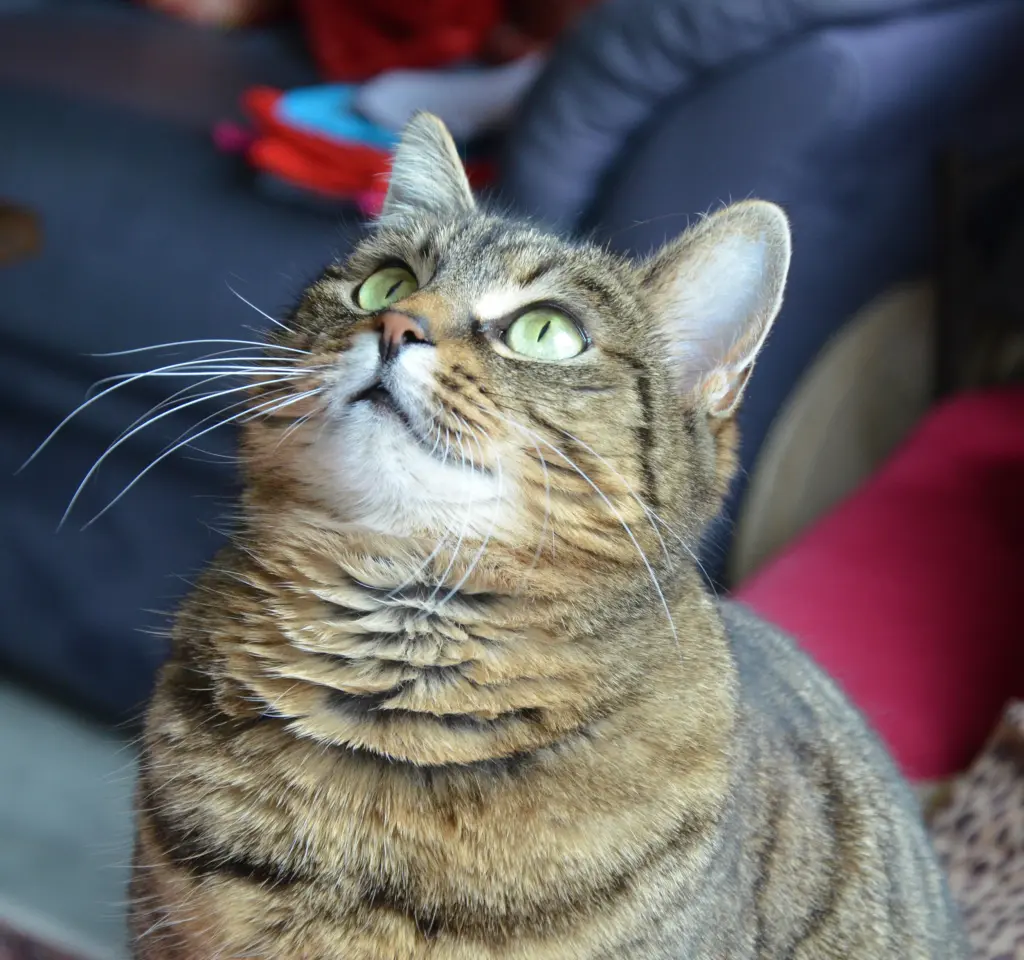 Madame Flausch!