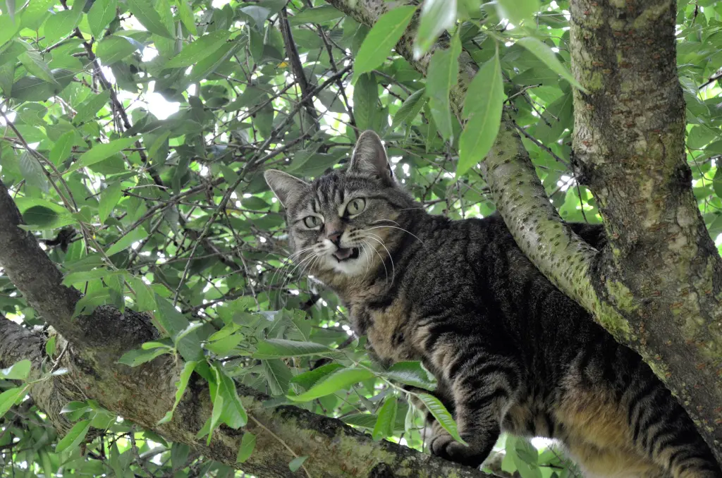Unsere wilde Baum-Prinzessin