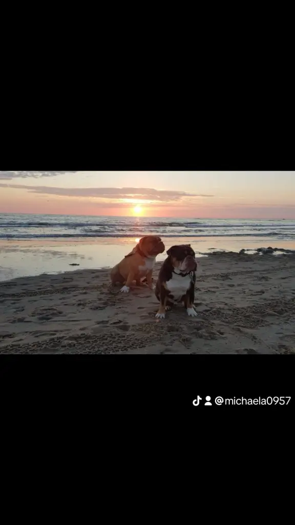 Buddy und sein großer Bruder
