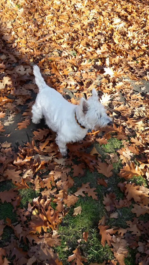 Condolence image of Hannelore mit Flocke im Herzen