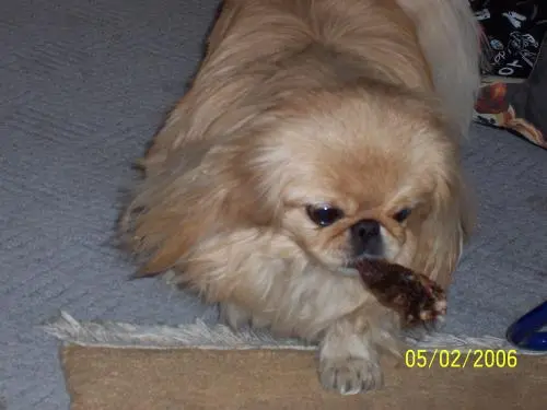 Image from meine einzigartige Loewin ,,Engelchen Sina,,