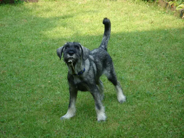 Buddy in seinem Garten 6 Monate