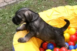 Bild von Buddy - Bushido