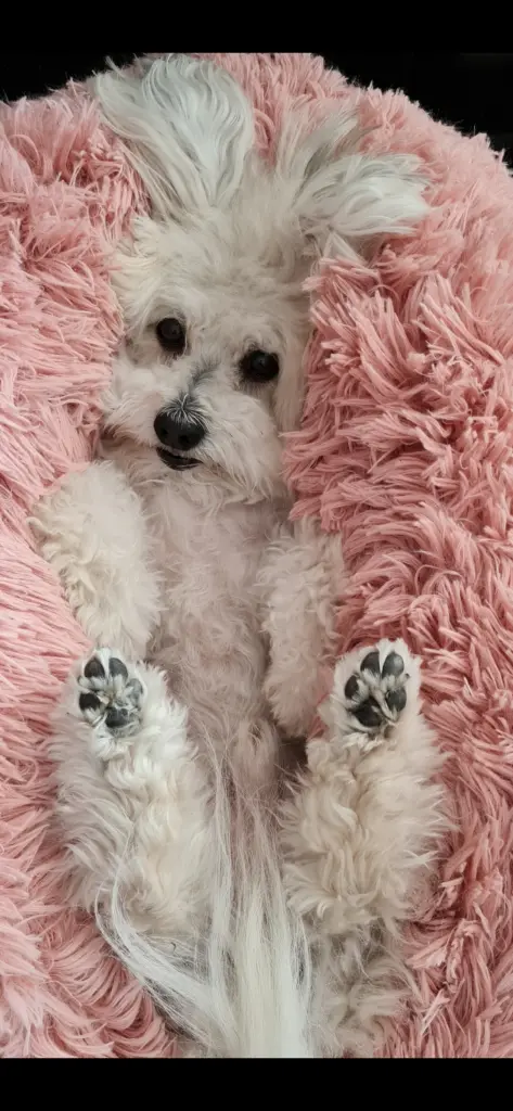 Bild von El Ninjo Giovenezzo