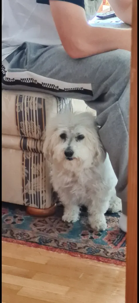 Bild von El Ninjo Giovenezzo