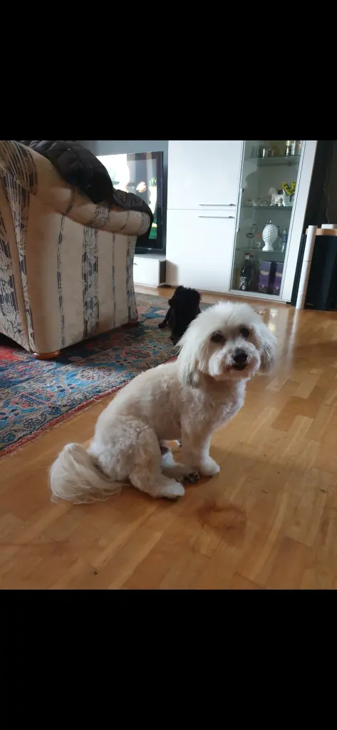 Bild von El Ninjo Giovenezzo