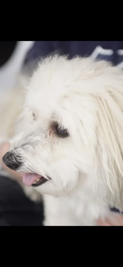 Bild von El Ninjo Giovenezzo