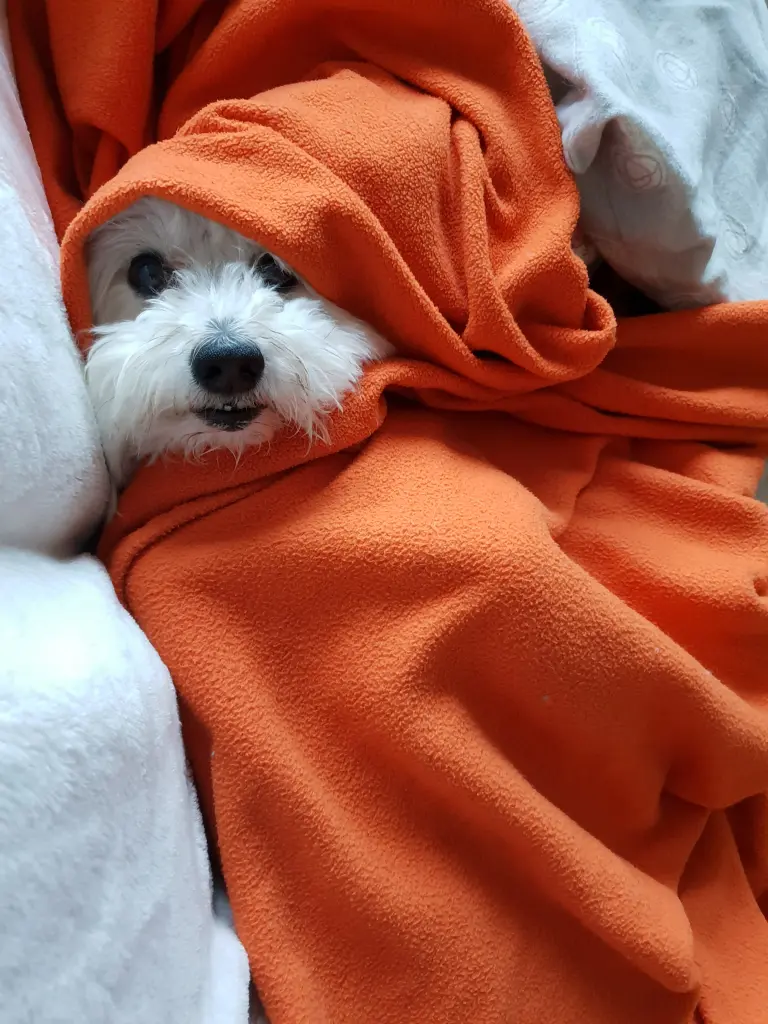 Bild von El Ninjo Giovenezzo