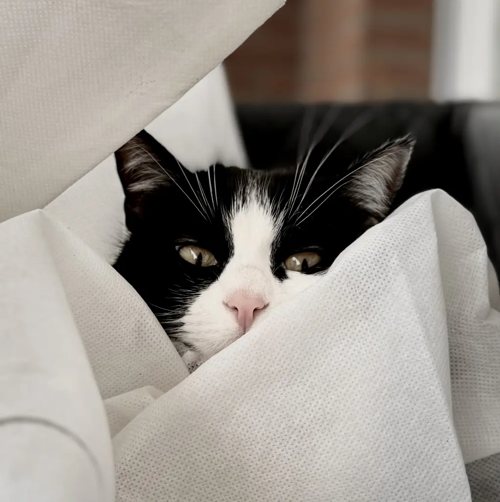 Mausi 2019-2025 ♥️