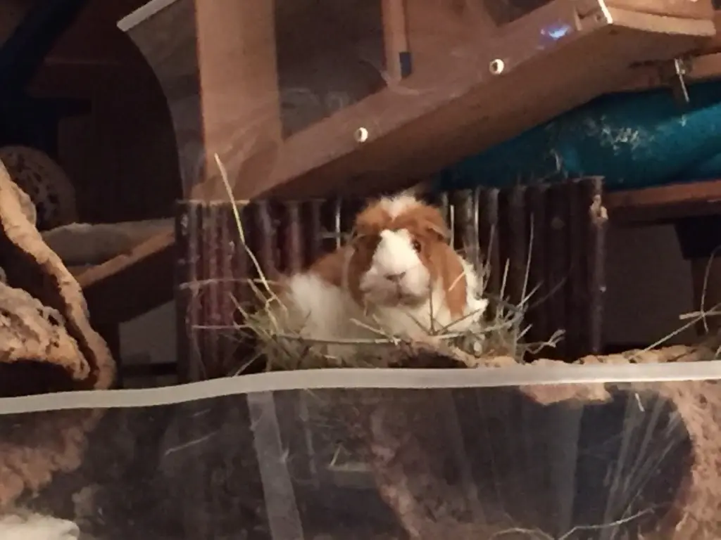 Condolence image of Unbekannt