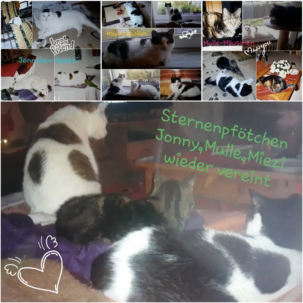 Condolence image of Eike und Edeltraud mit Mulle Miezi und Jonny tief im Herzen ♥️♥️♥️