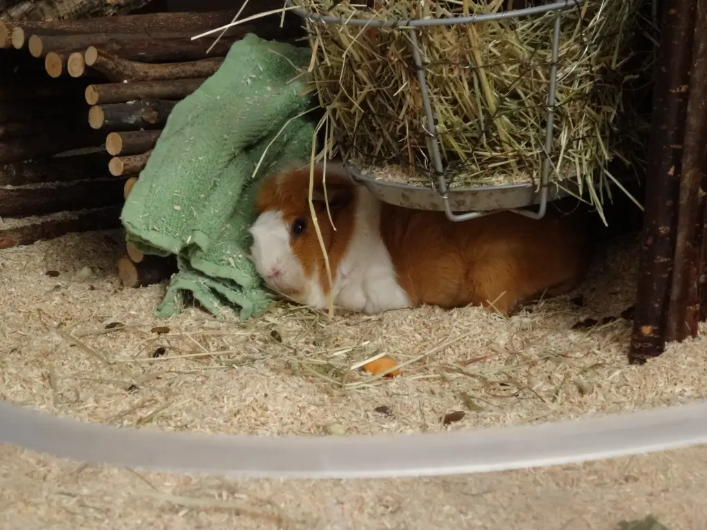 Condolence image of Marcus, Melanie und die Fellnasen