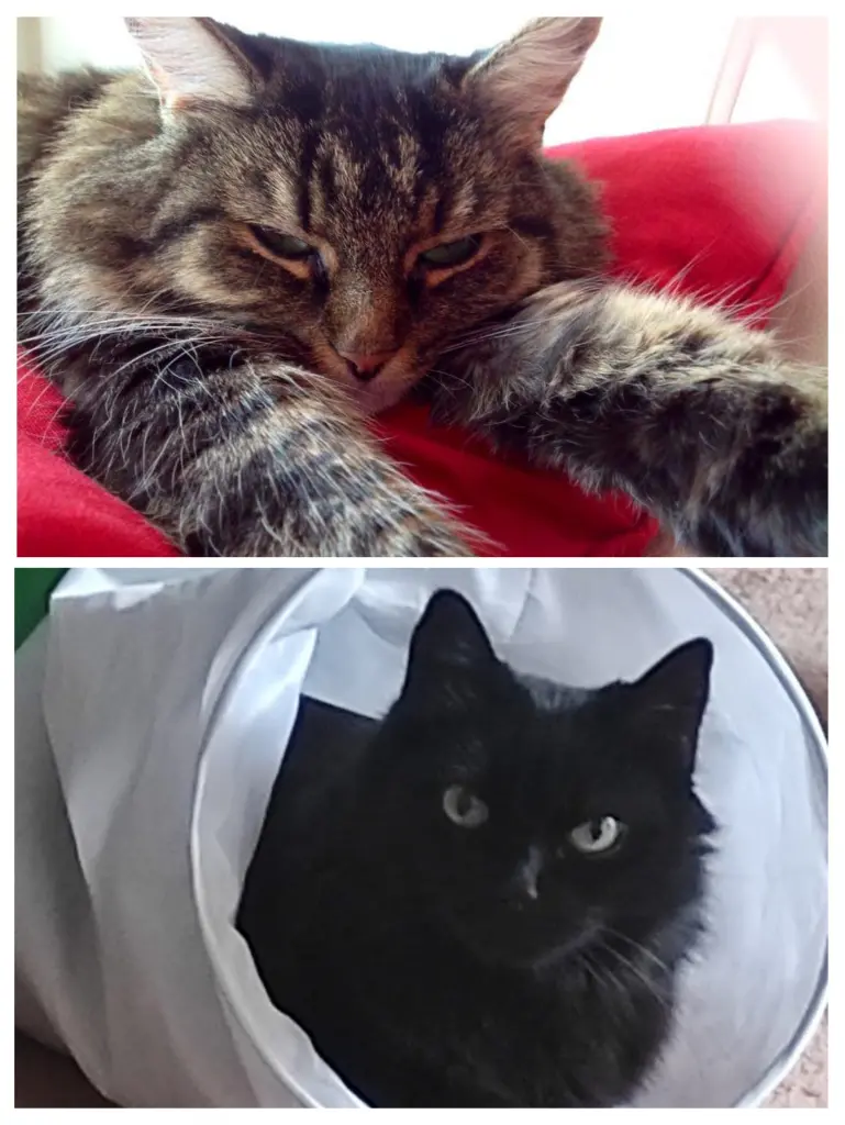 Andachtsbild von Nicole mit Roxy u. Nell
