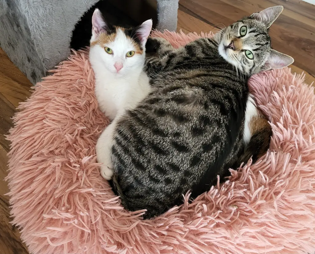 Andachtsbild von Deine Mama