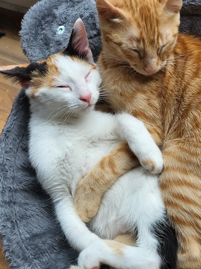 Andachtsbild von Deine Mama