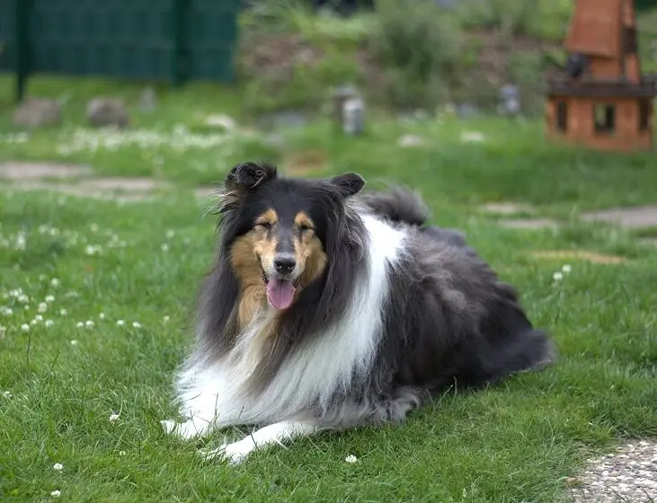 Andachtsbild von Collie in Not