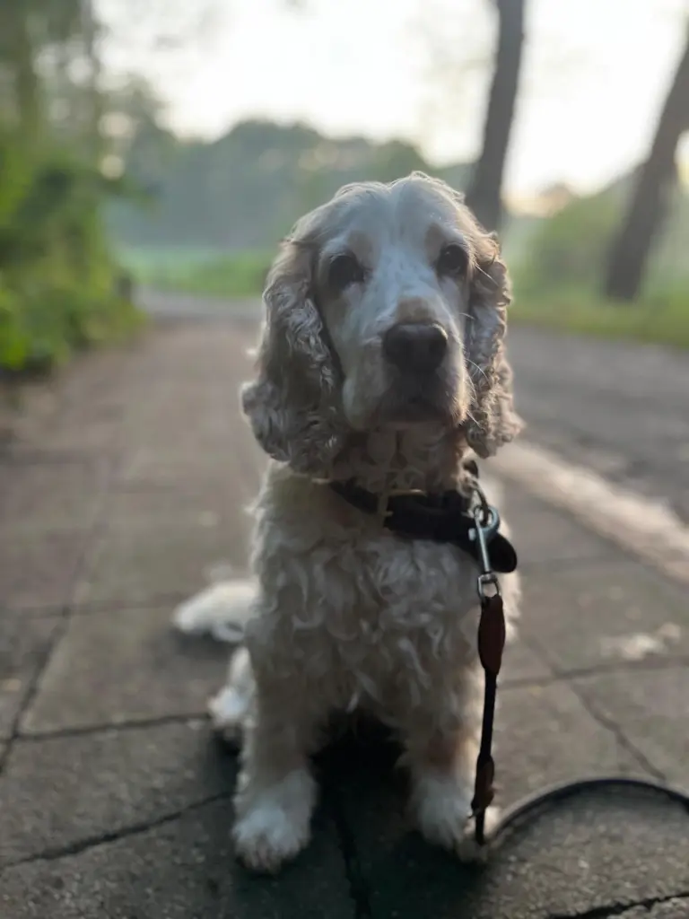Bild von Lotte