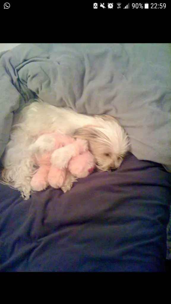 Condolence image of Hermanns  Saskia 