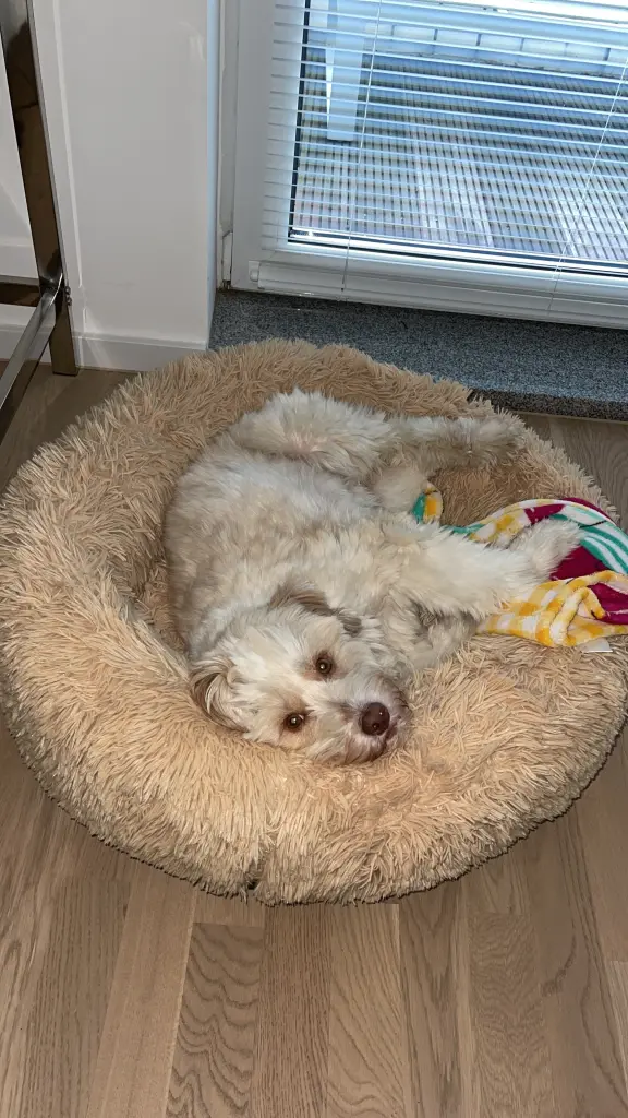 Condolence image of Melanie  Schmihing 