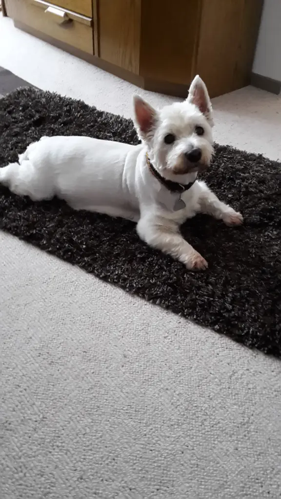 Condolence image of Hannelore mit Flocke im Herzen