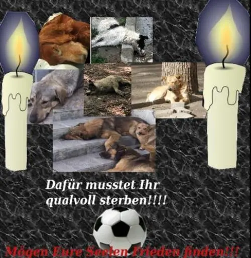 Image from Die vielen Namenlosen Streuner in der Ukraine...