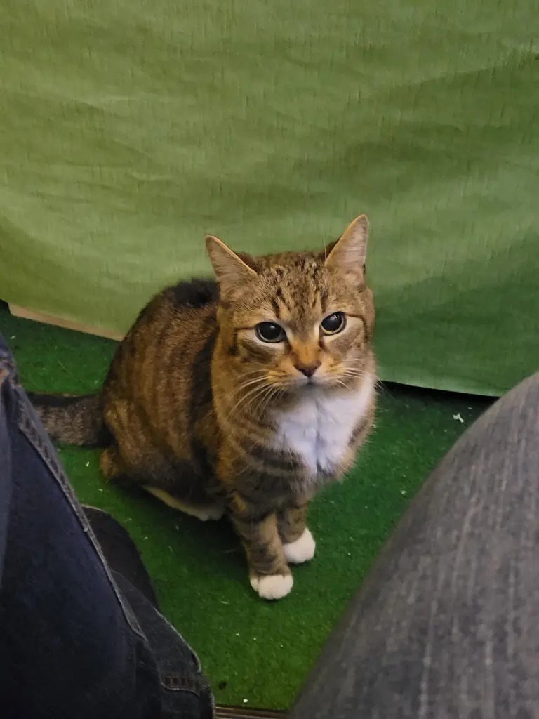 Andachtsbild von Susann