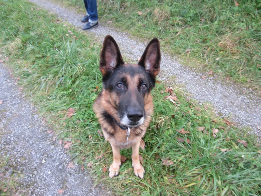 Condolence image of Dragan mit Seelenhund Lukas im Herzen
