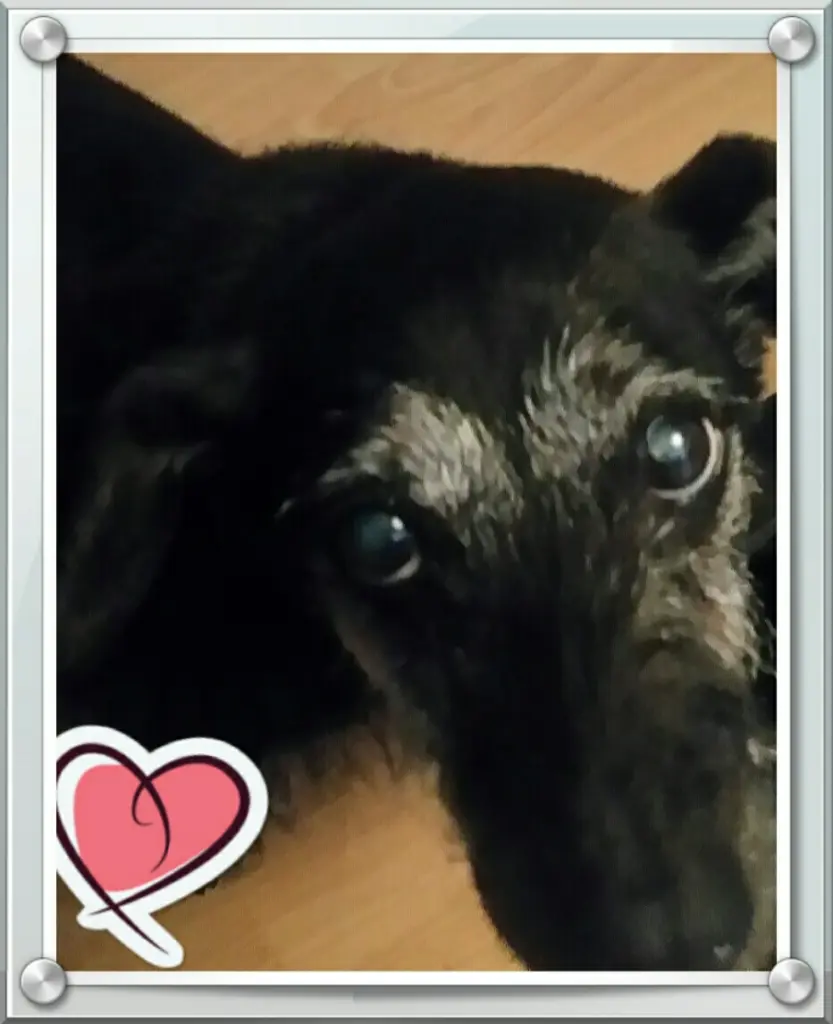 Condolence image of Manuela und lady 