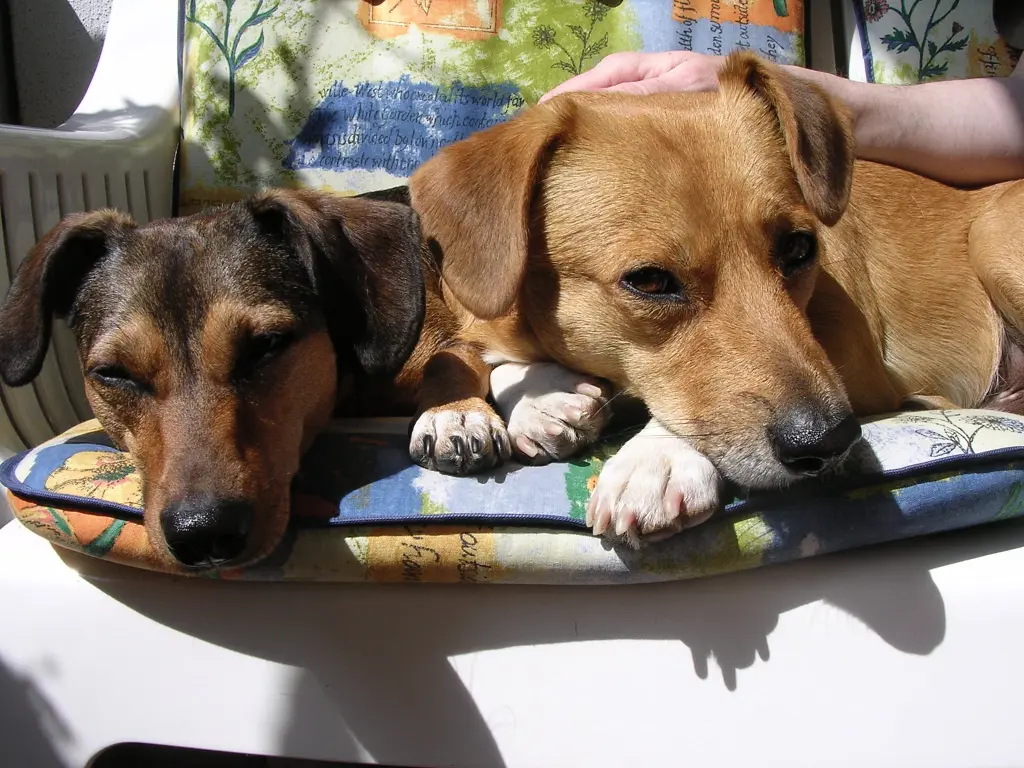 Condolence image of Dein Papa Ingo Kroll