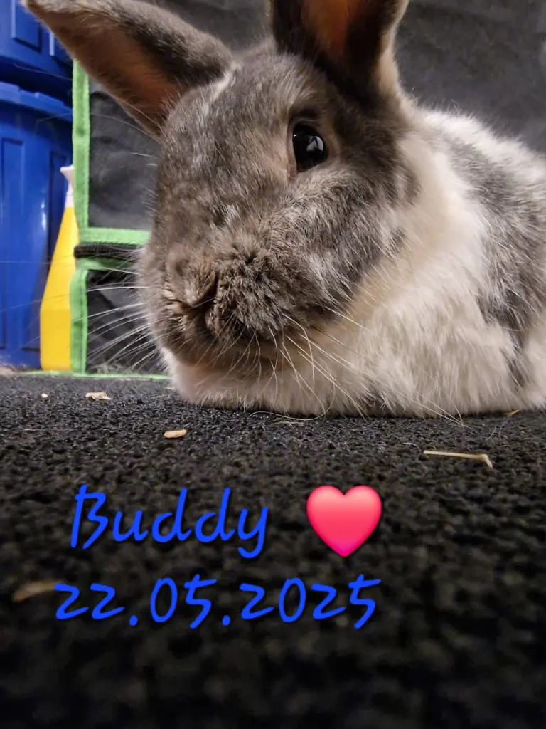 Bild von Buddy