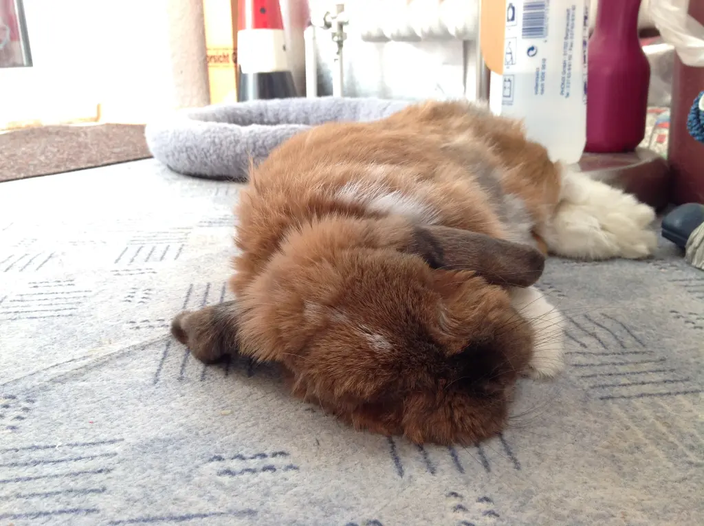 Andachtsbild von Andrea mit Schnuffi tief im ❤