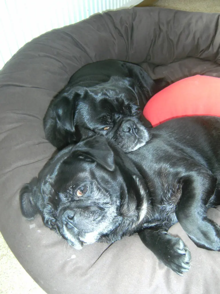 Condolence image of Cornelia mit Bruno & Barni im Herzen